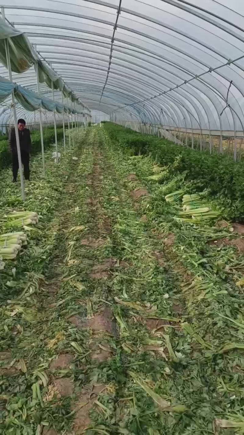 大量西芹，有需要联系我