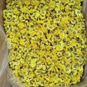 婺源皇菊一手货源批发