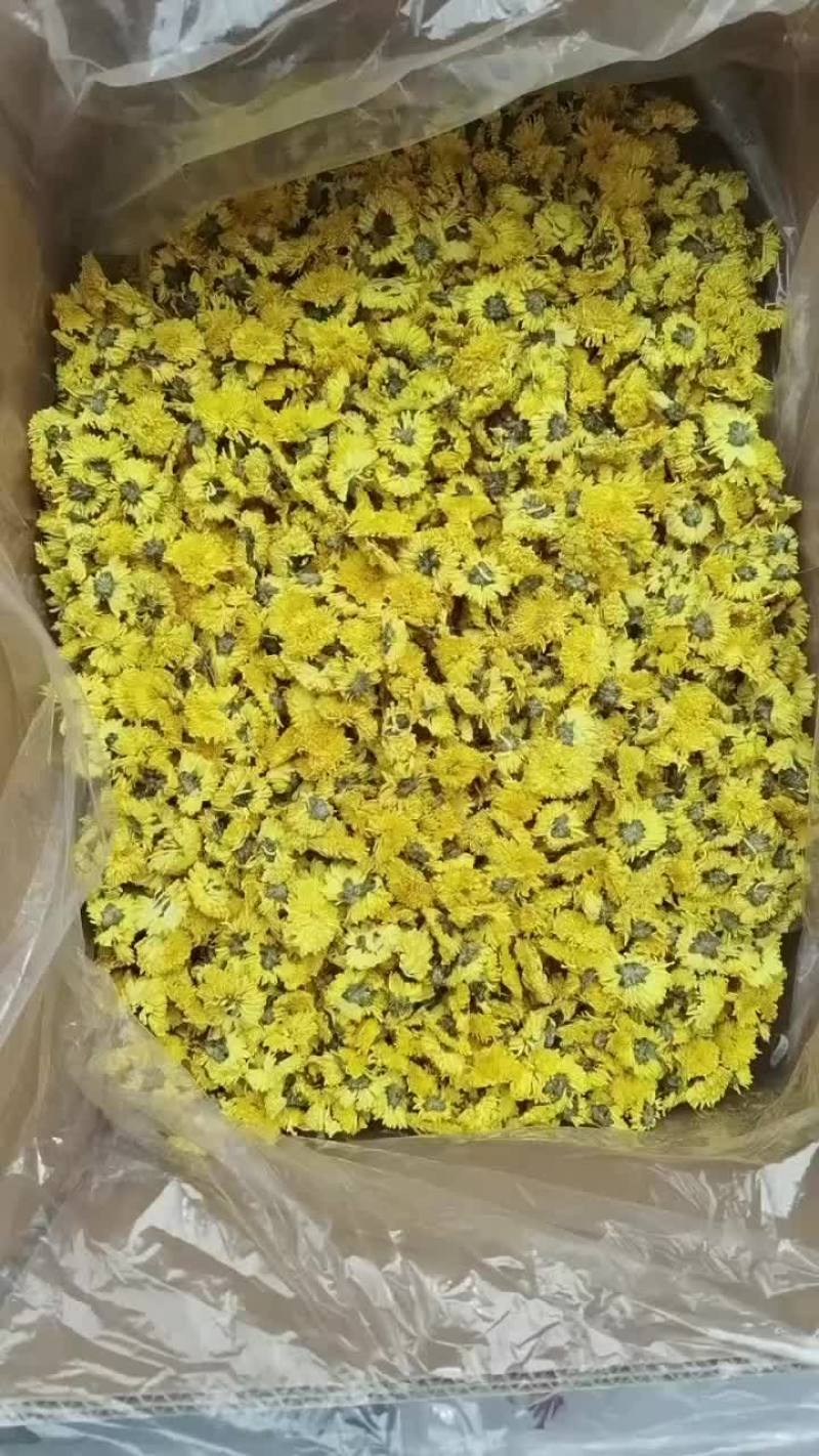 婺源皇菊一手货源批发
