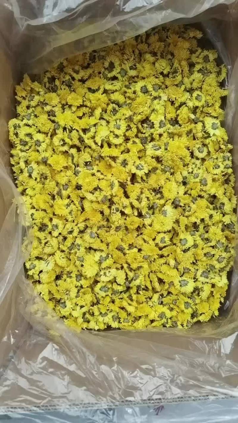 婺源皇菊一手货源批发