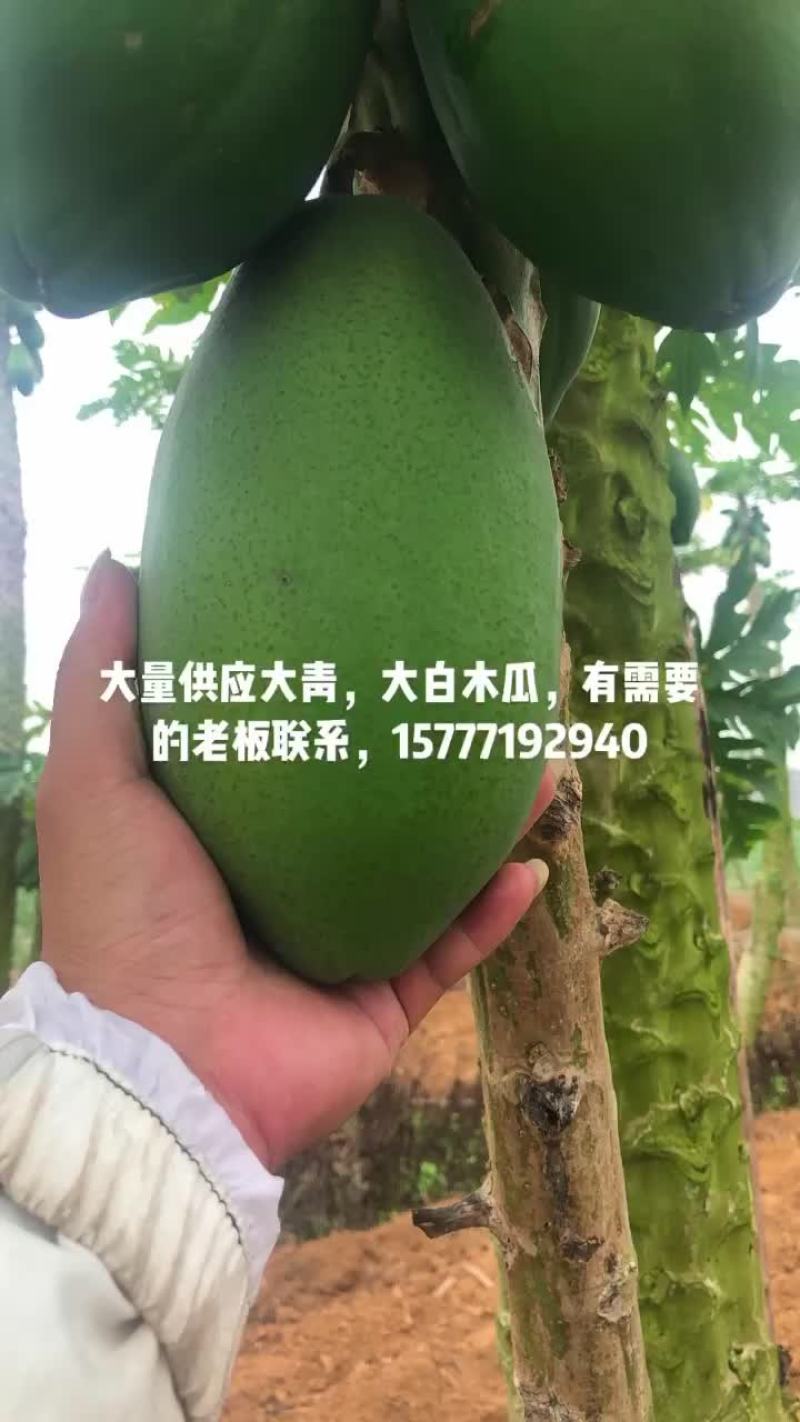 大青木瓜，大白木瓜，品种齐全，欢迎大家关注