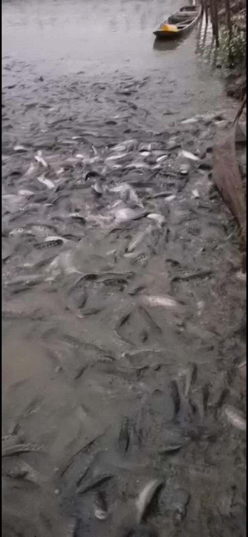 大批量黑鱼出售