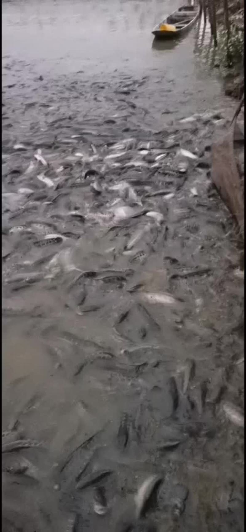 大批量黑鱼出售