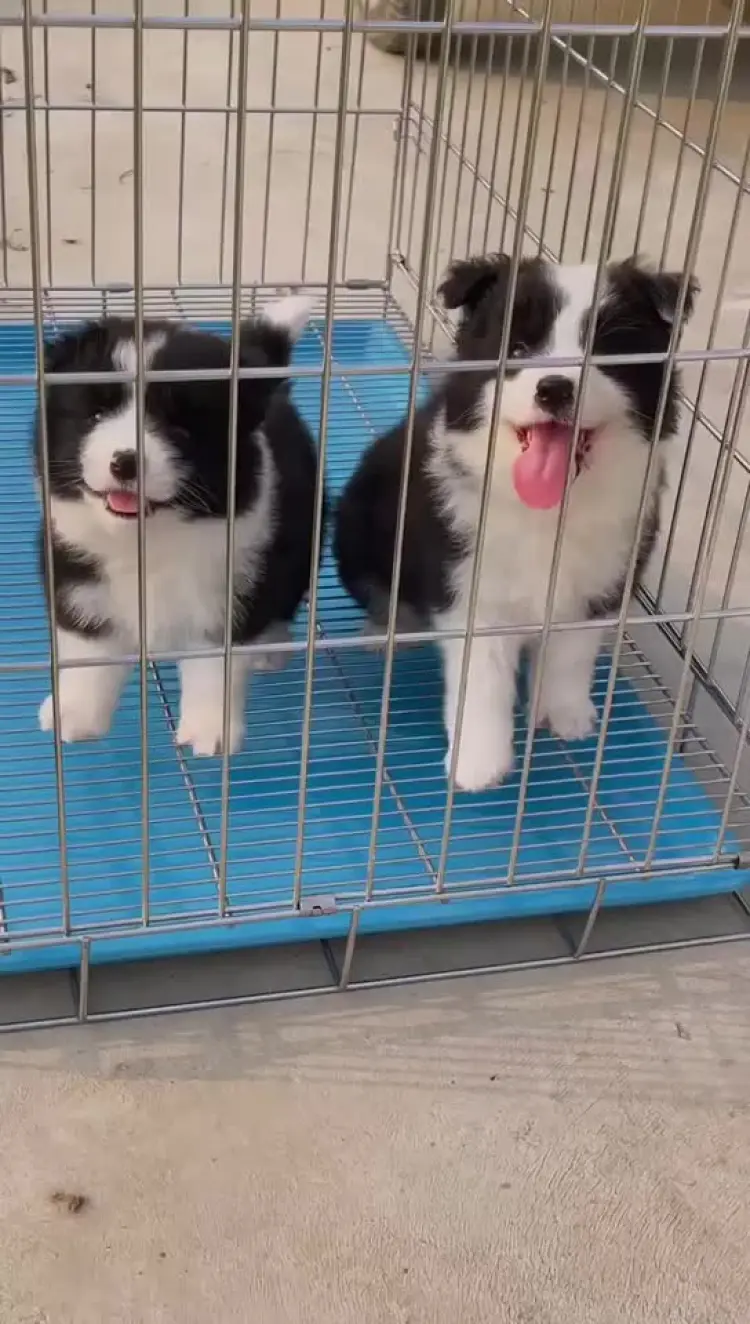 牧羊犬批发]纯种边境牧羊犬幼犬边牧活体高智商七白三通陨石金色边牧价格39.90元/个- 一亩田