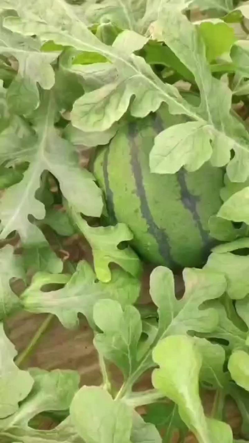 京心甜王大量上市
