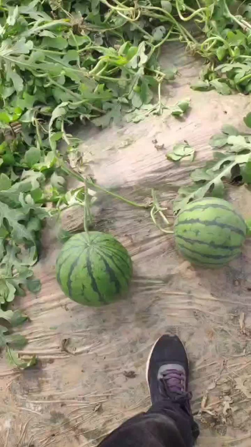 京心甜王大量上市