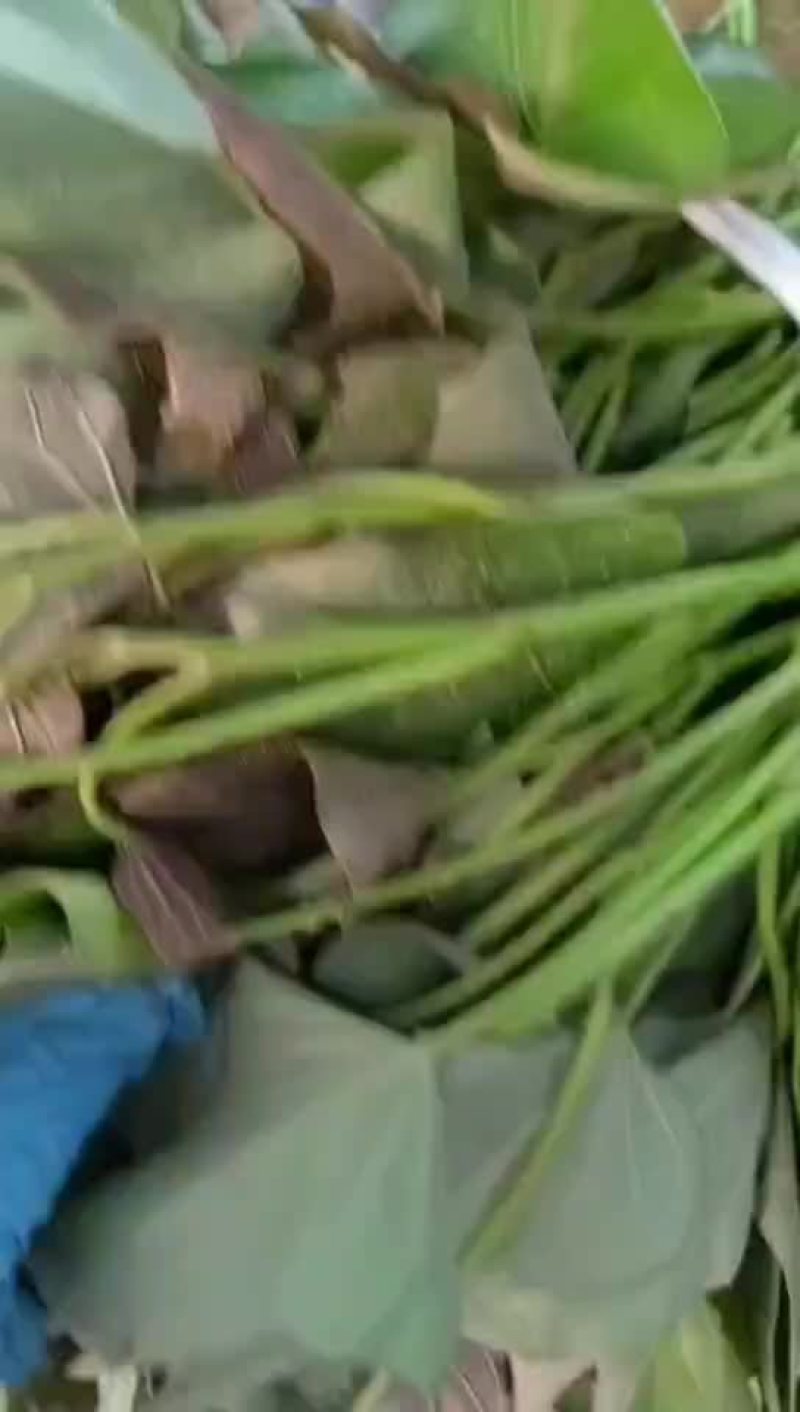 优质西瓜红苗