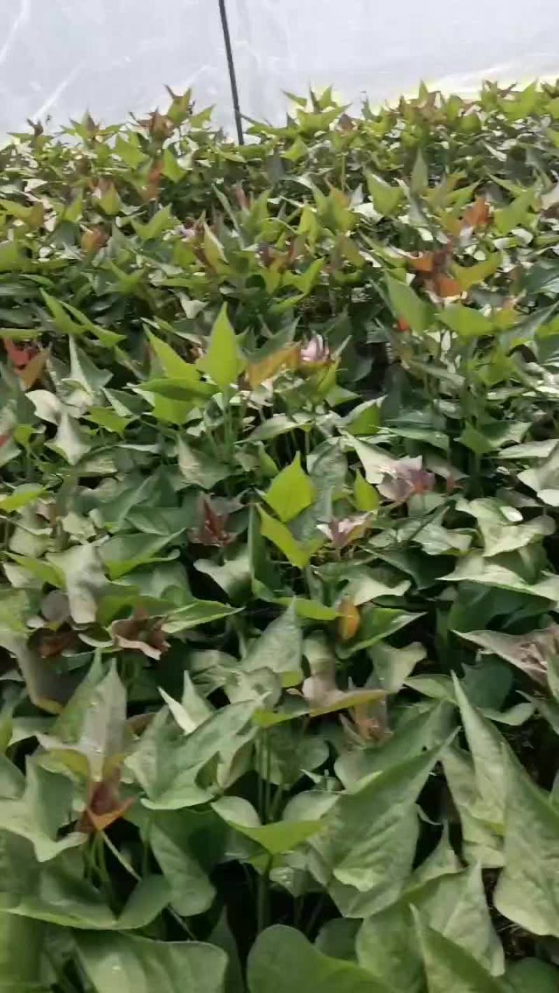 优质西瓜红苗