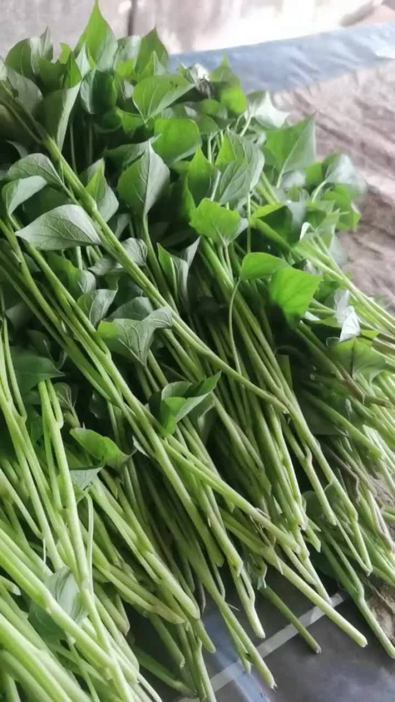 秦薯五号红薯苗