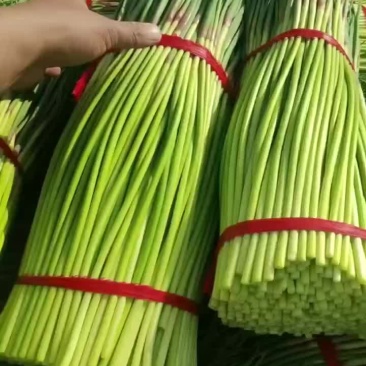 精品红帽蒜苔