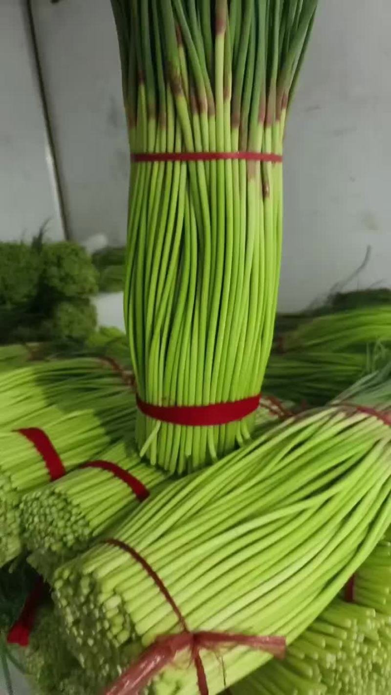 精品红帽蒜苔