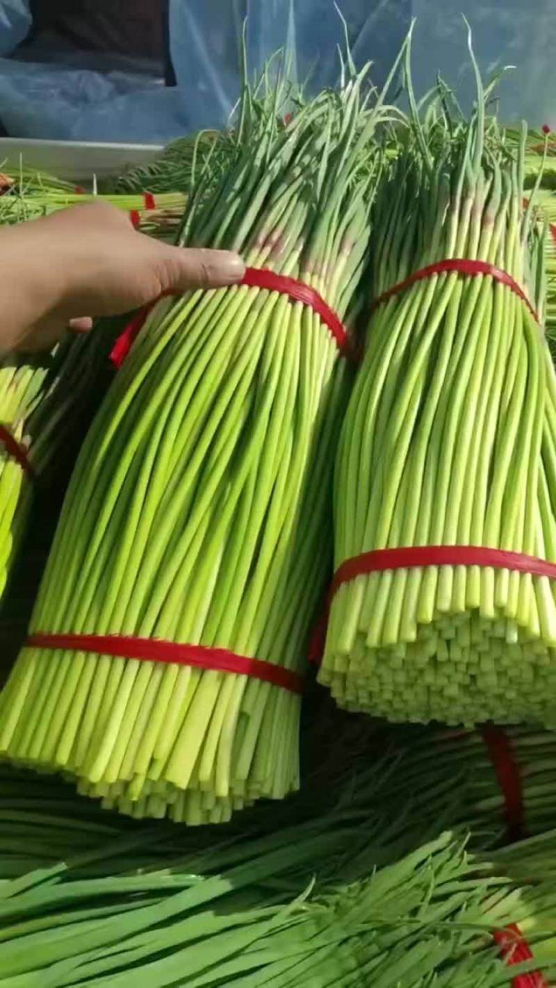 精品红帽蒜苔
