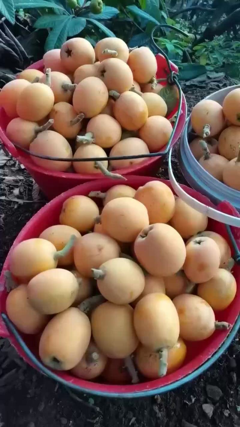 琵琶包装好了