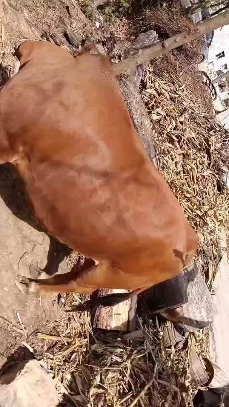 1100斤重的土母牛