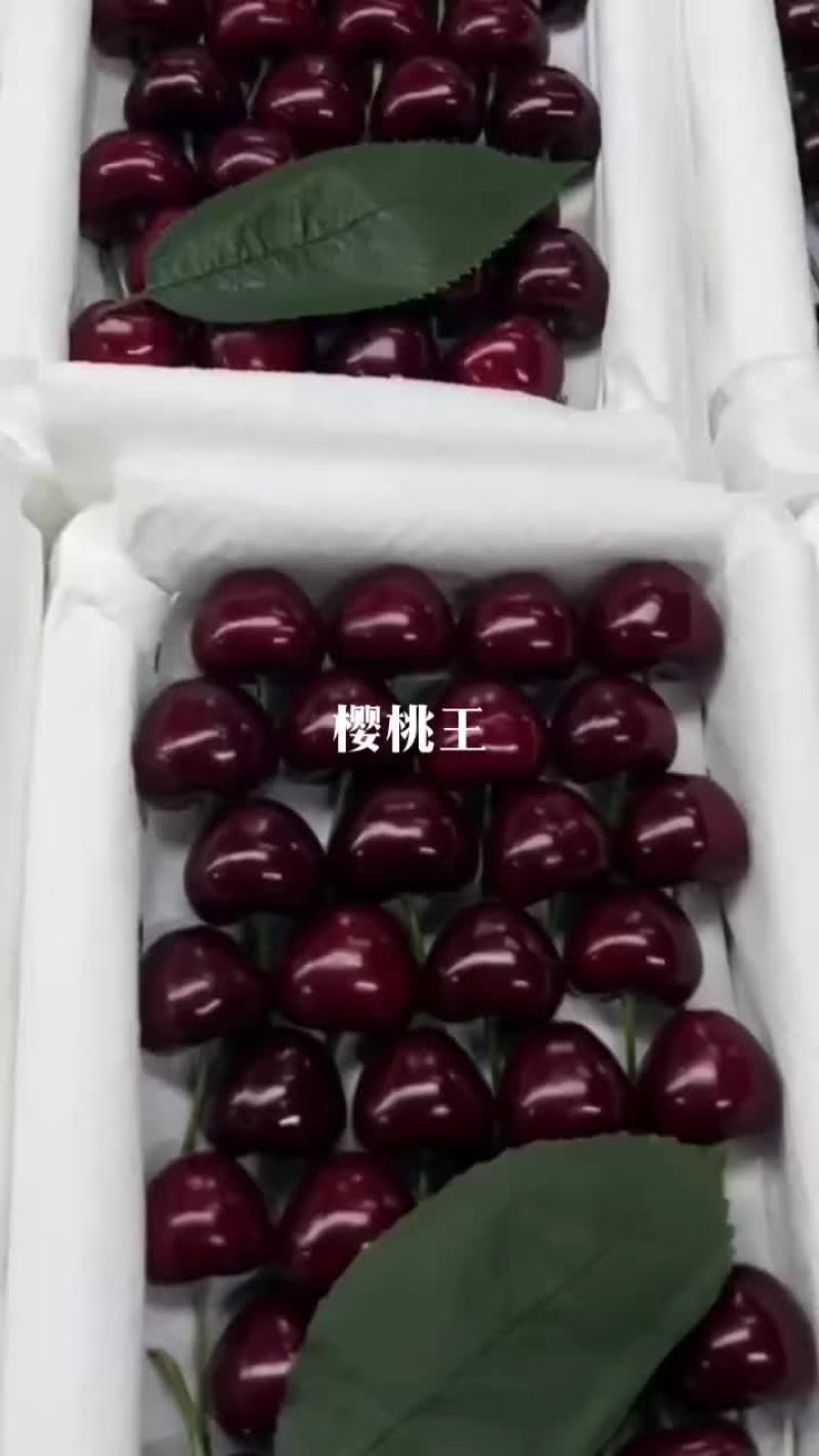 美早大樱桃