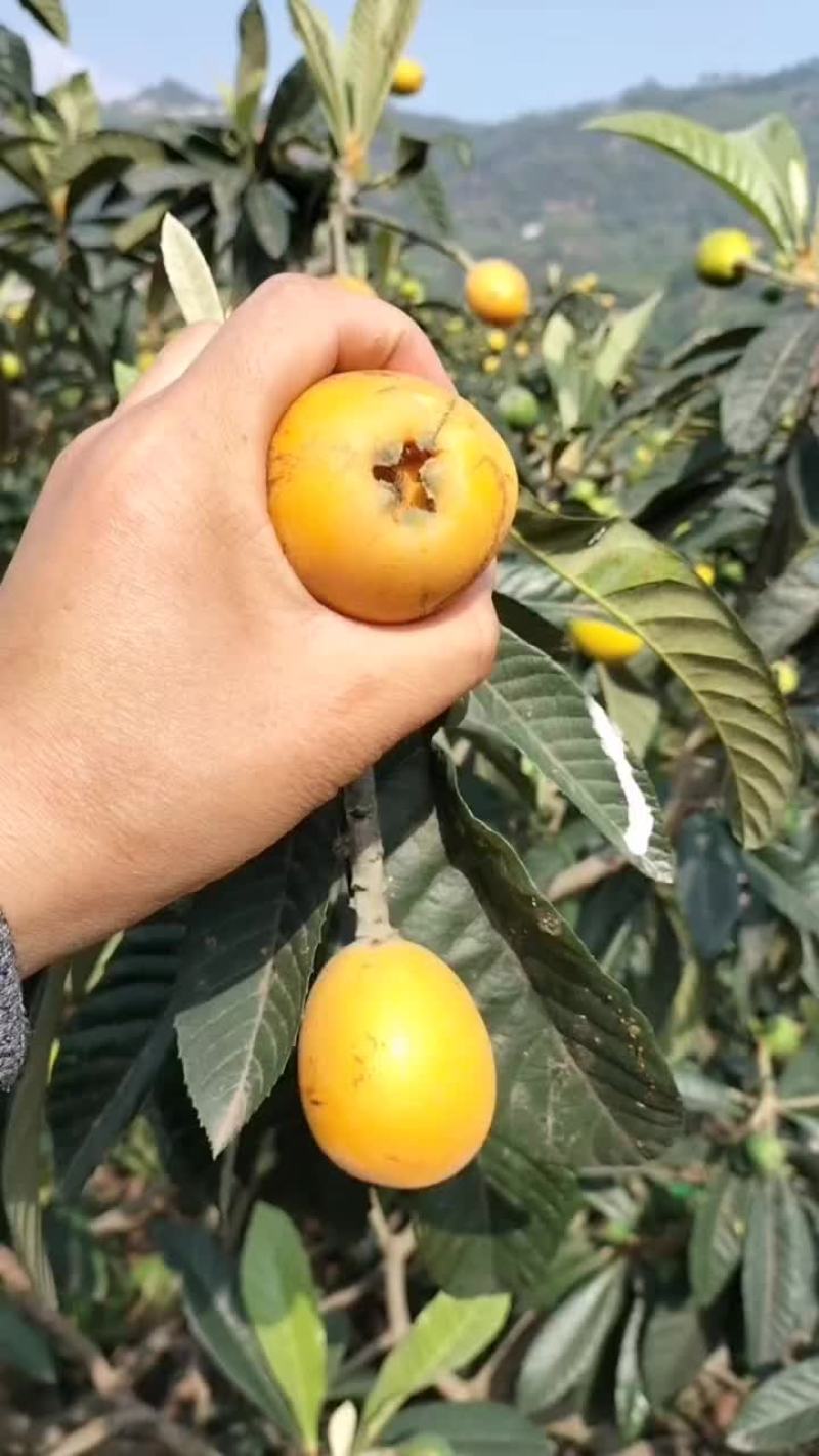 大五星枇杷，还有十天左右大量上市