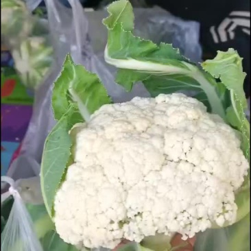 松花菜，白花绿根