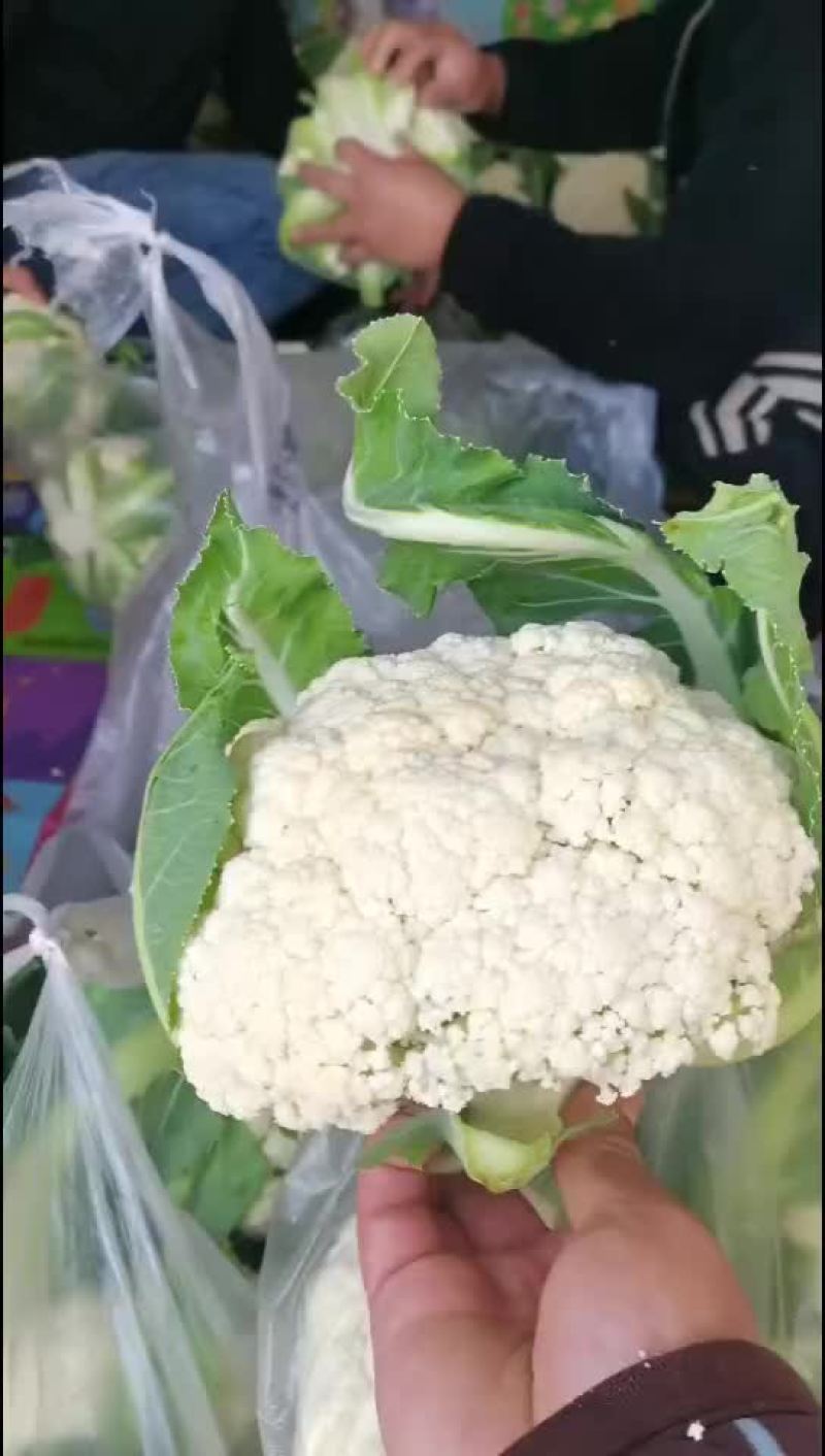 松花菜，白花绿根