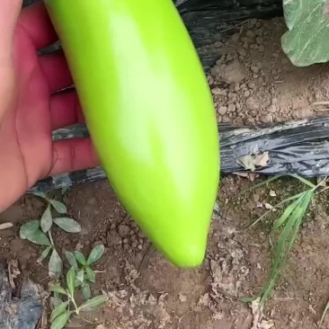 海门青茄子大量上市再发全供应电商