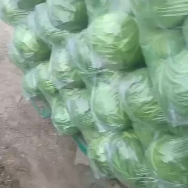 精品甘蓝