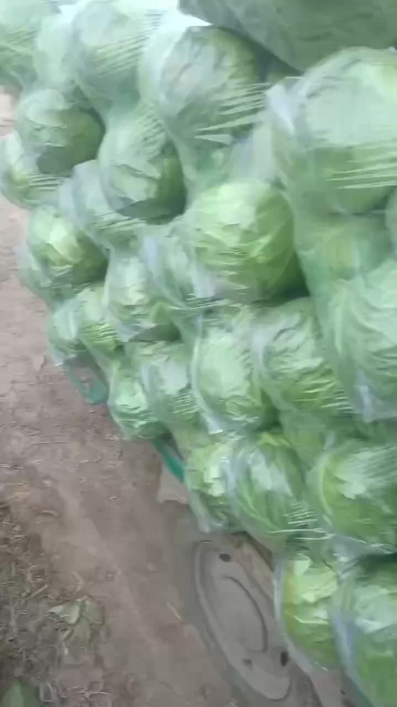 精品甘蓝