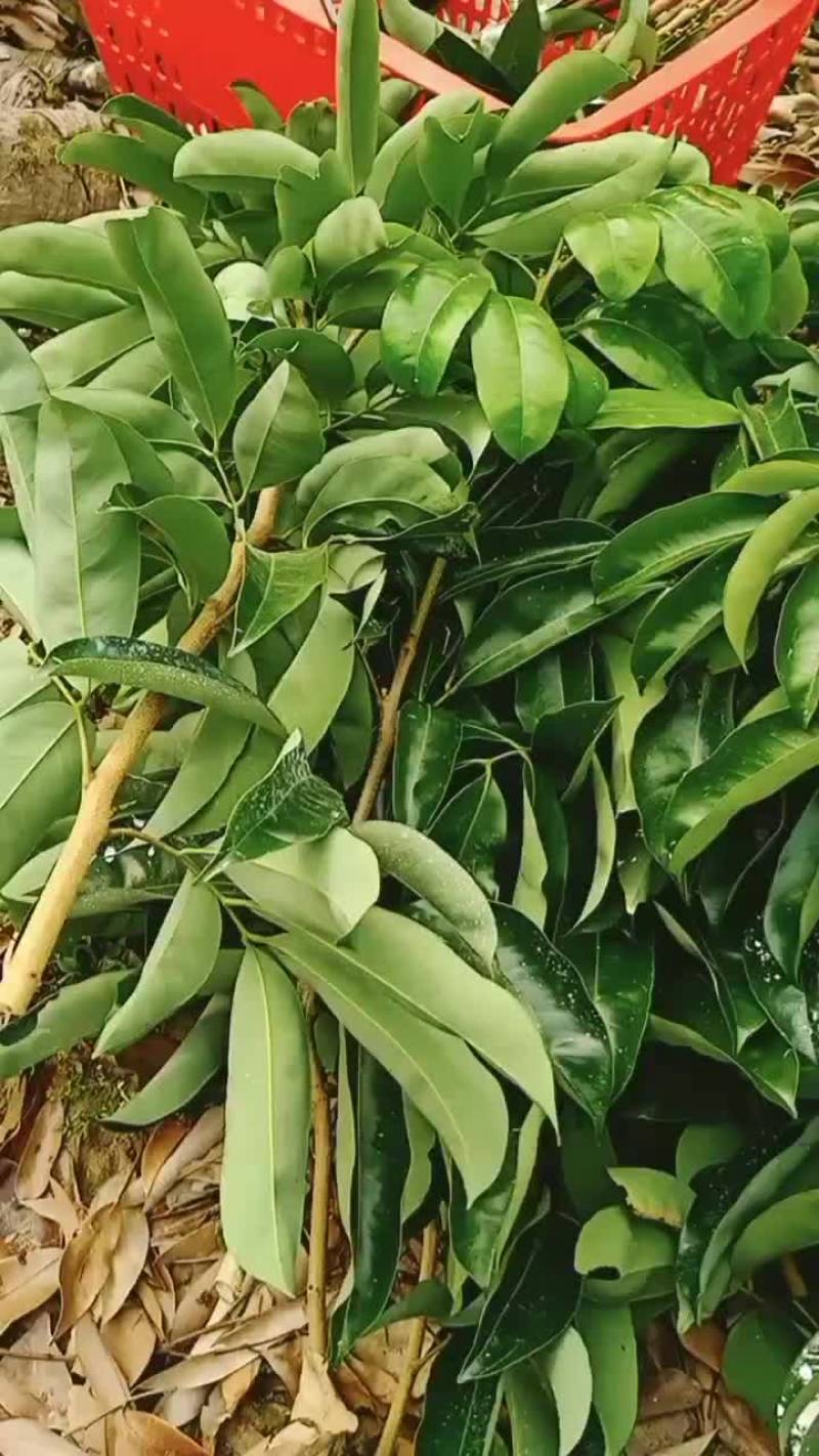 玲珑.冰荔嫁接枝条