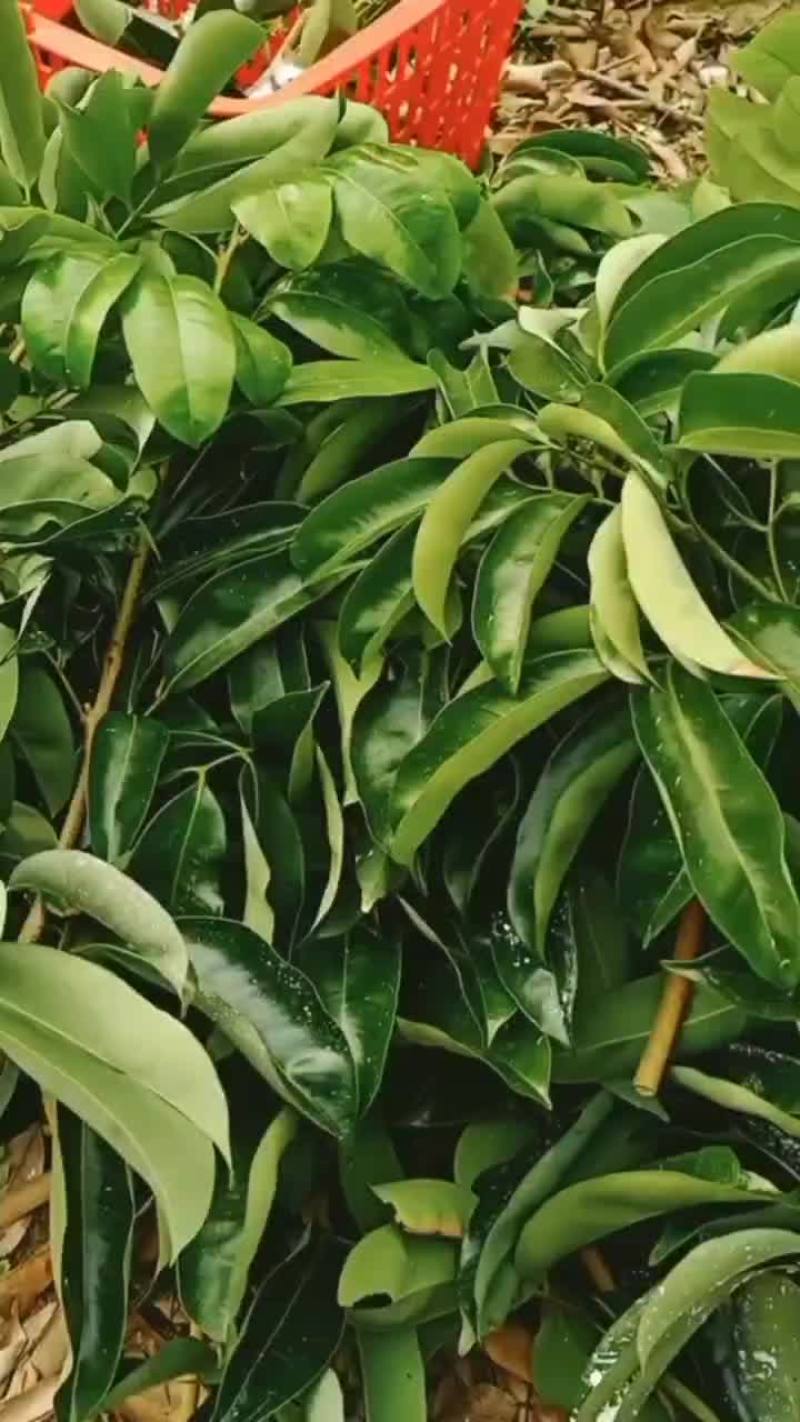玲珑.冰荔嫁接枝条