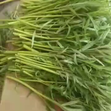柳蒿芽