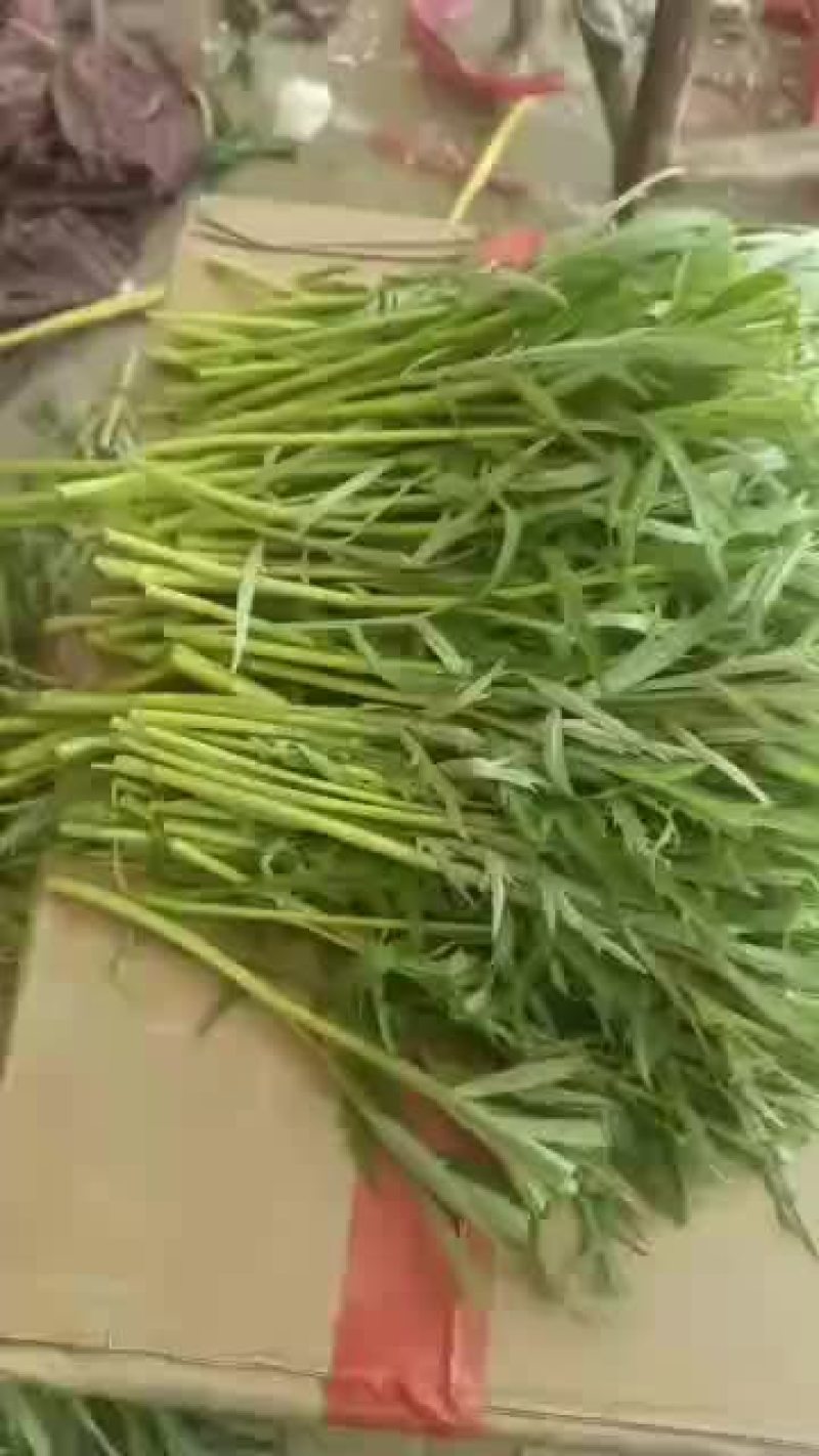 柳蒿芽