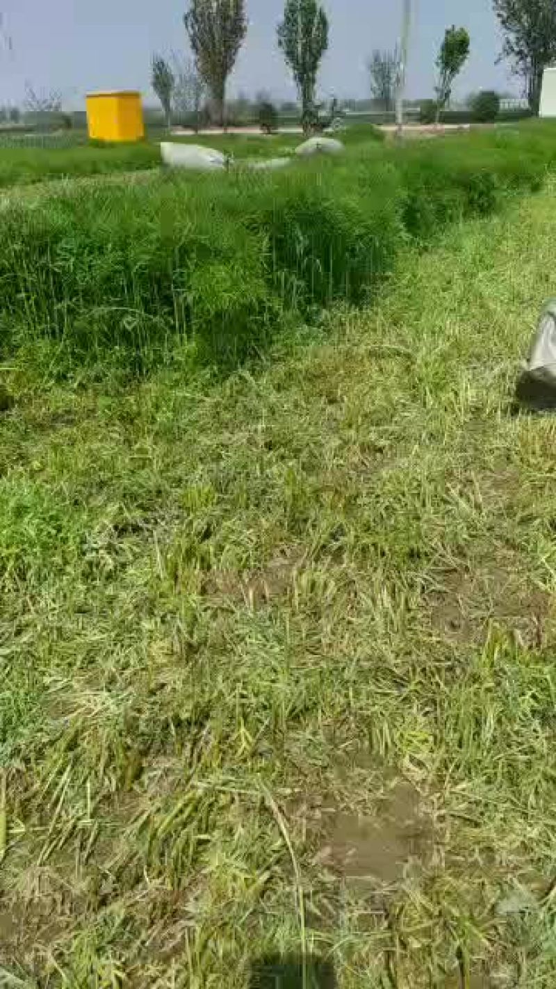 柳蒿芽