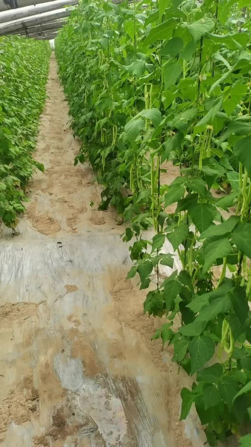 山东大棚红豆，芸豆，油豆，大白大量上市了，有意向的老板联