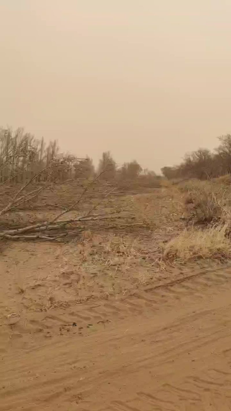 新出树地1100亩，可种葵花