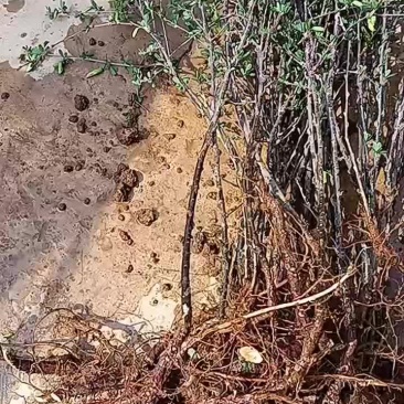金雀花