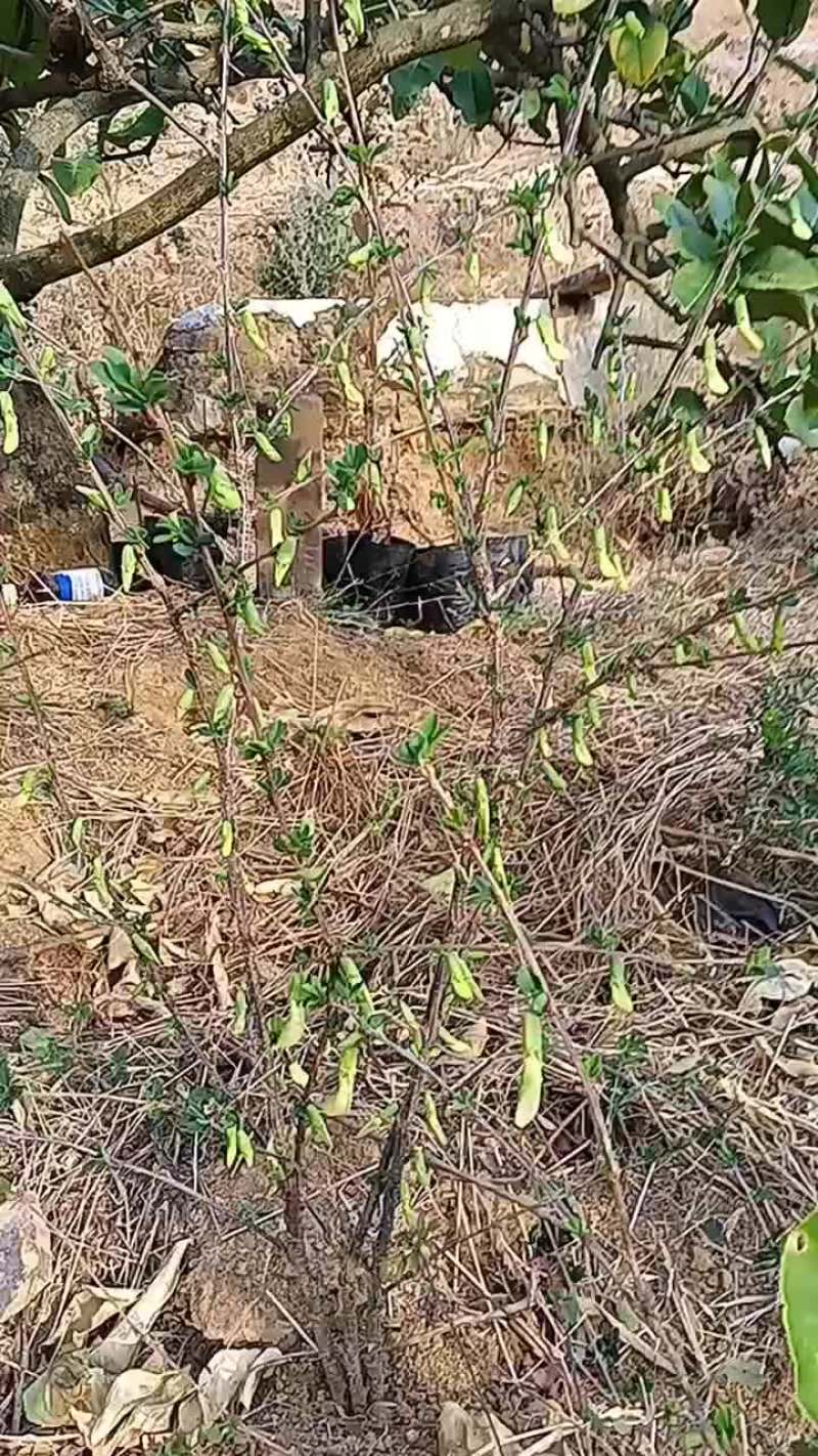 金雀花