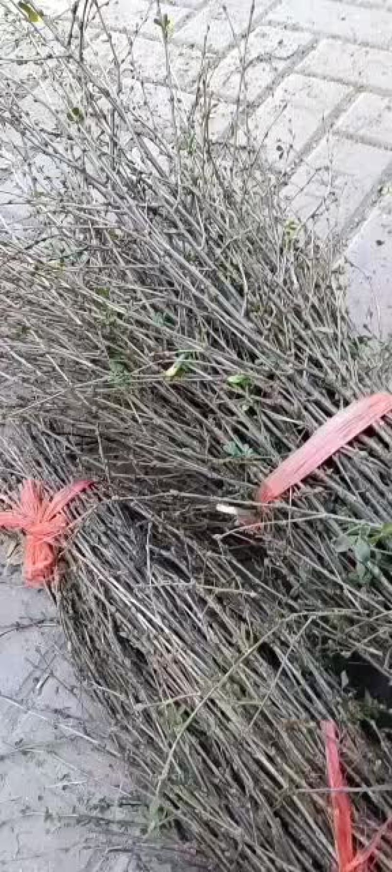 金雀花