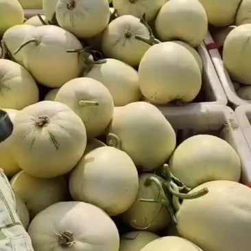 精品小白瓜，口感脆甜