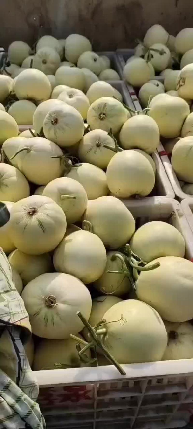 精品小白瓜，口感脆甜