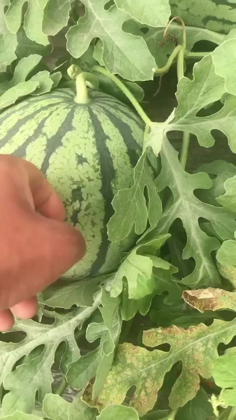 嘉年华