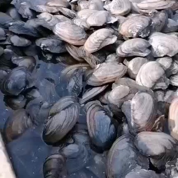 天然河蚌，白肉