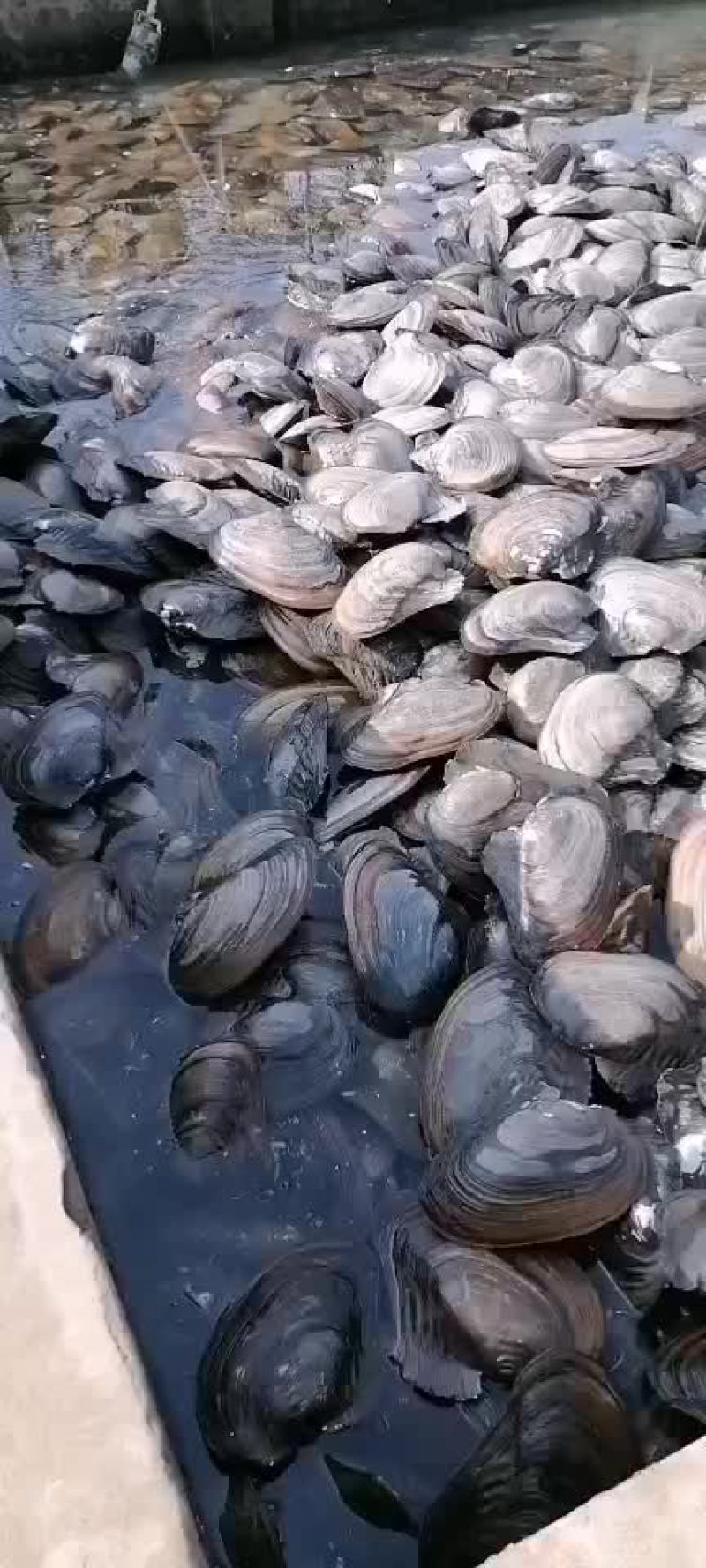 天然河蚌，白肉