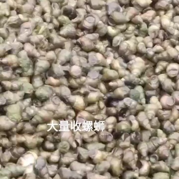 我想卖食用螺丝