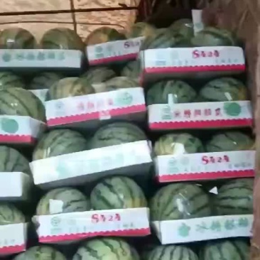 西瓜上市了，现场釆摘