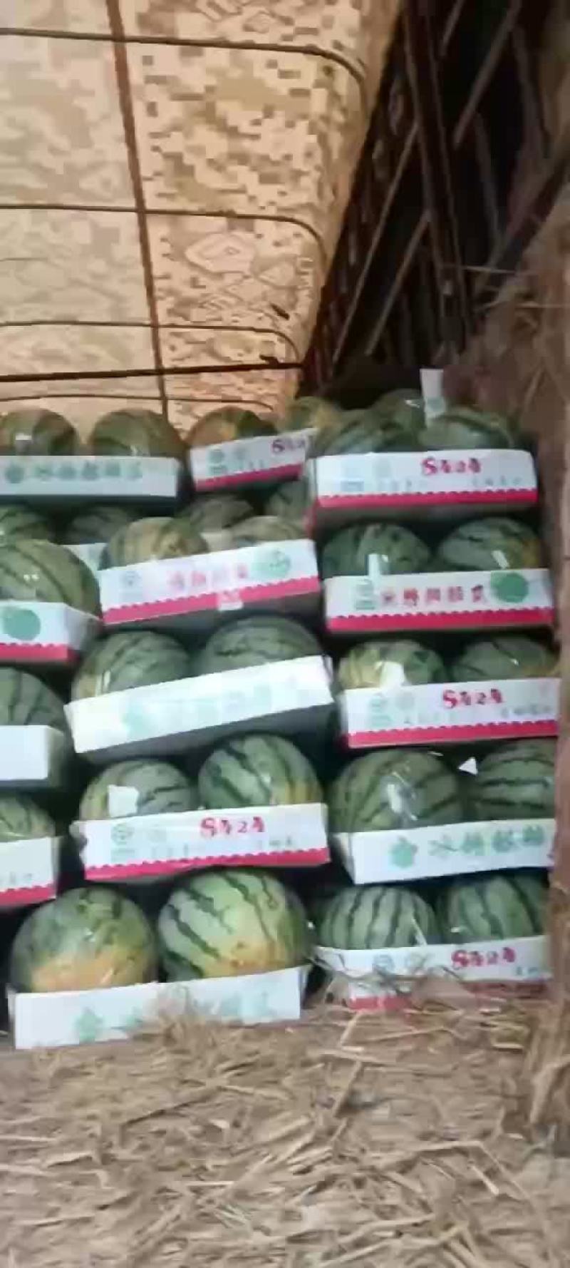 西瓜上市了，现场釆摘