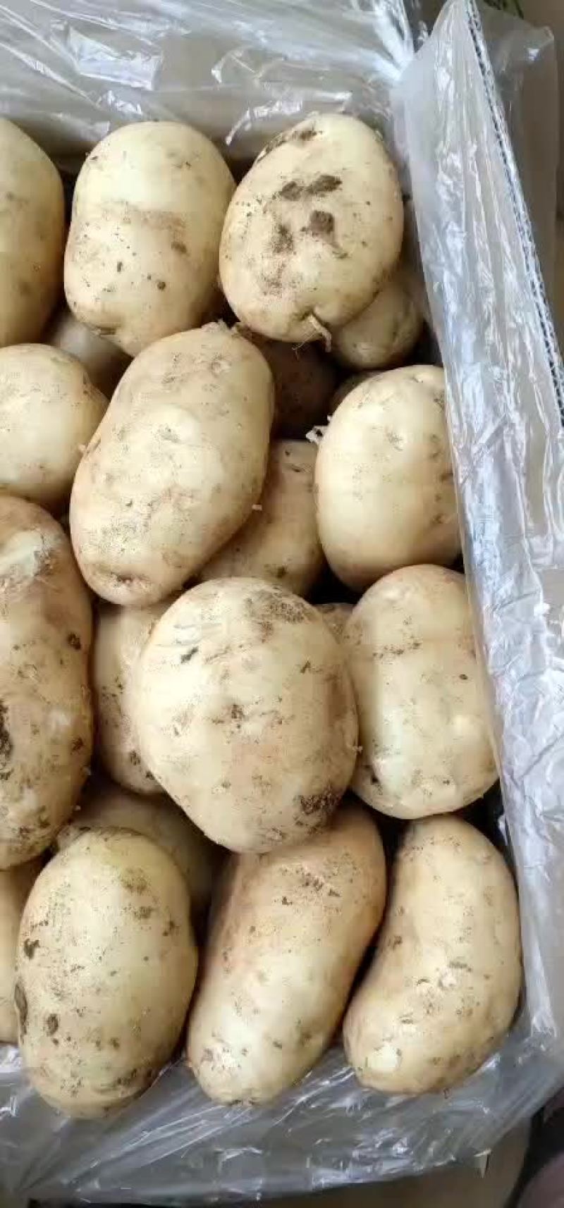 丽薯
