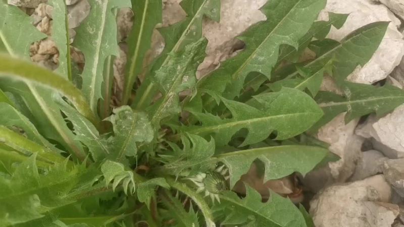 苦菜、蒲公英、酸枣芽