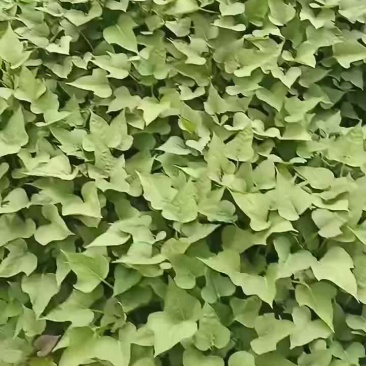 红薯苗大量供应红薯苗19