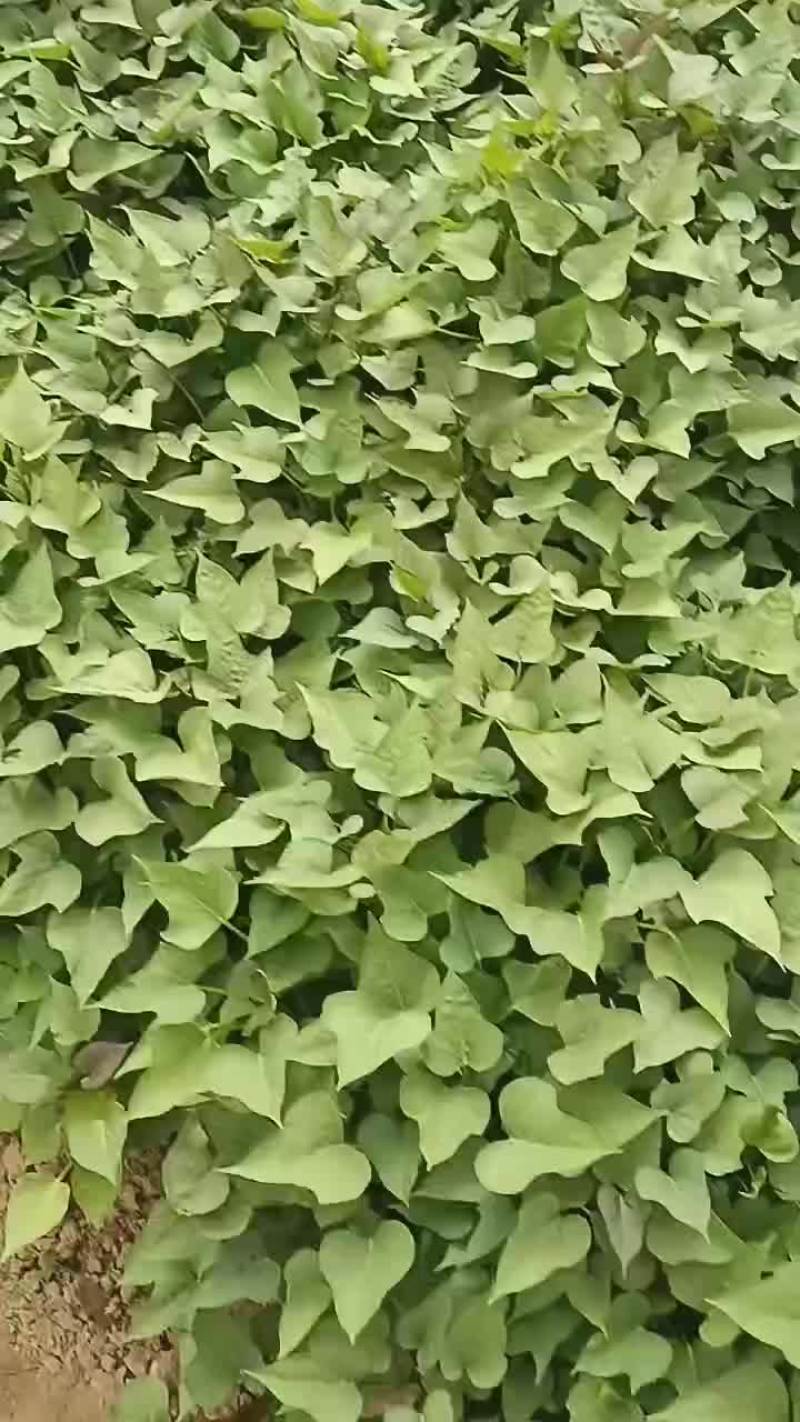 红薯苗大量供应红薯苗19