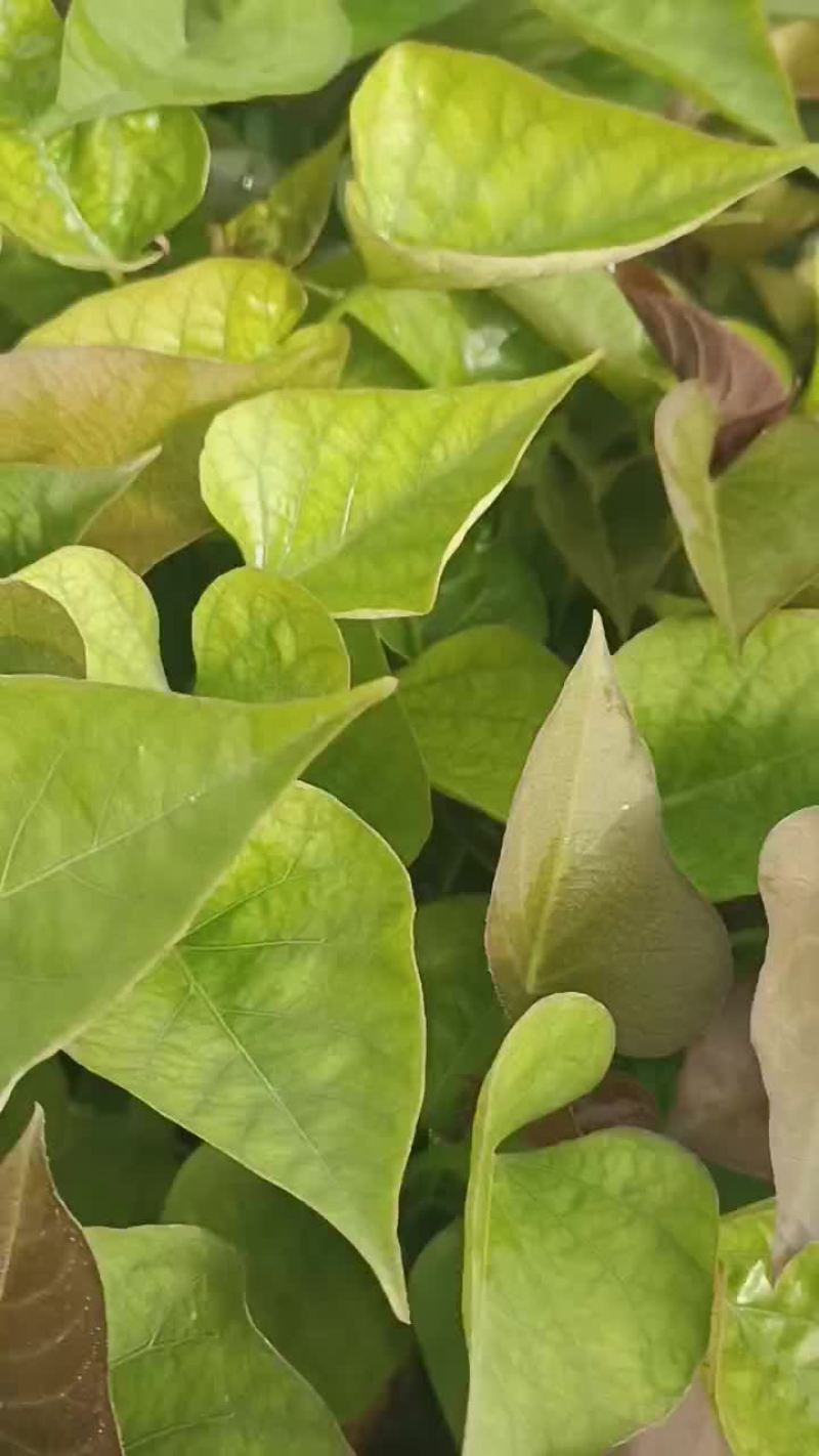 红薯苗大量供应红薯苗19