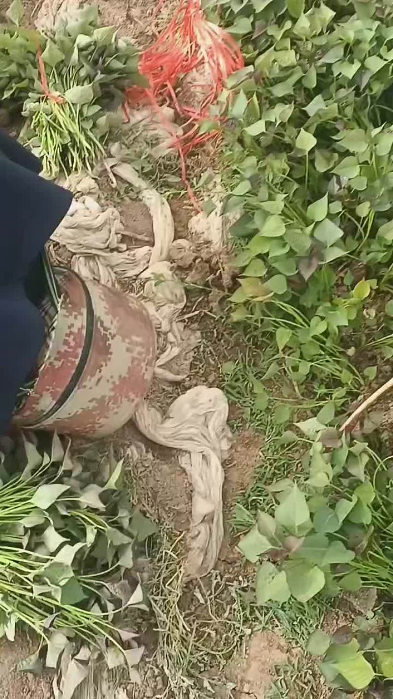 红薯苗大量供应红薯苗19