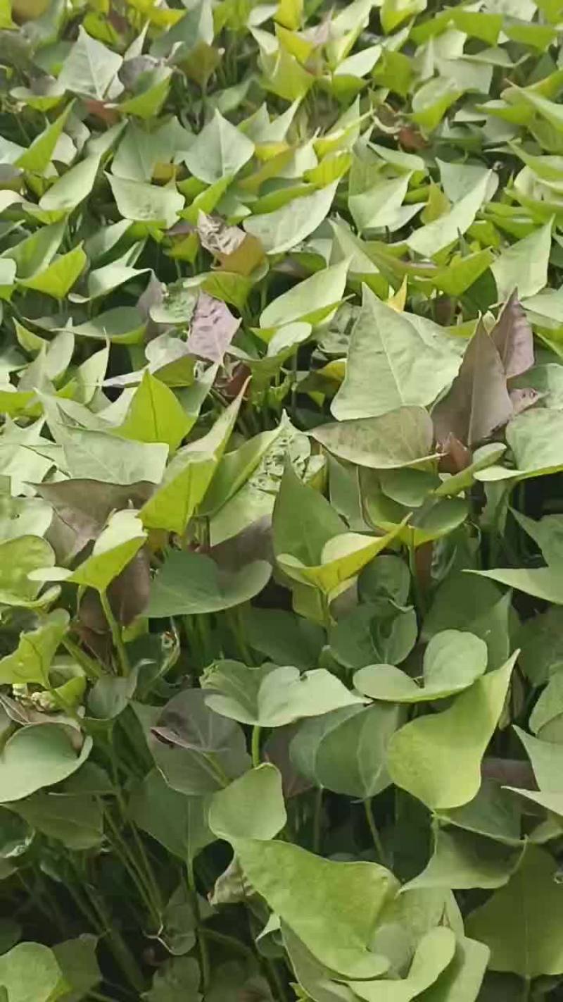 红薯苗大量供应红薯苗19
